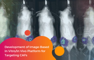 Development of Image-Based In Vitro/In Vivo Platform