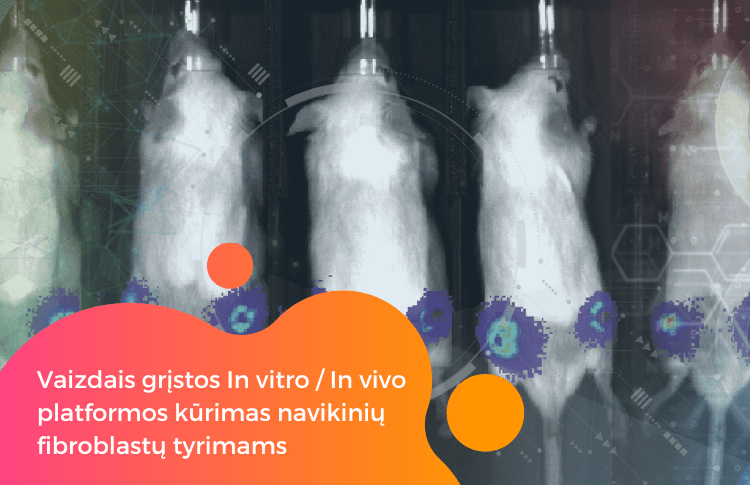 Vaizdais gristos in vitro in vivo platformos kurimas su veziu susijusiu fibroblastu tyrimams